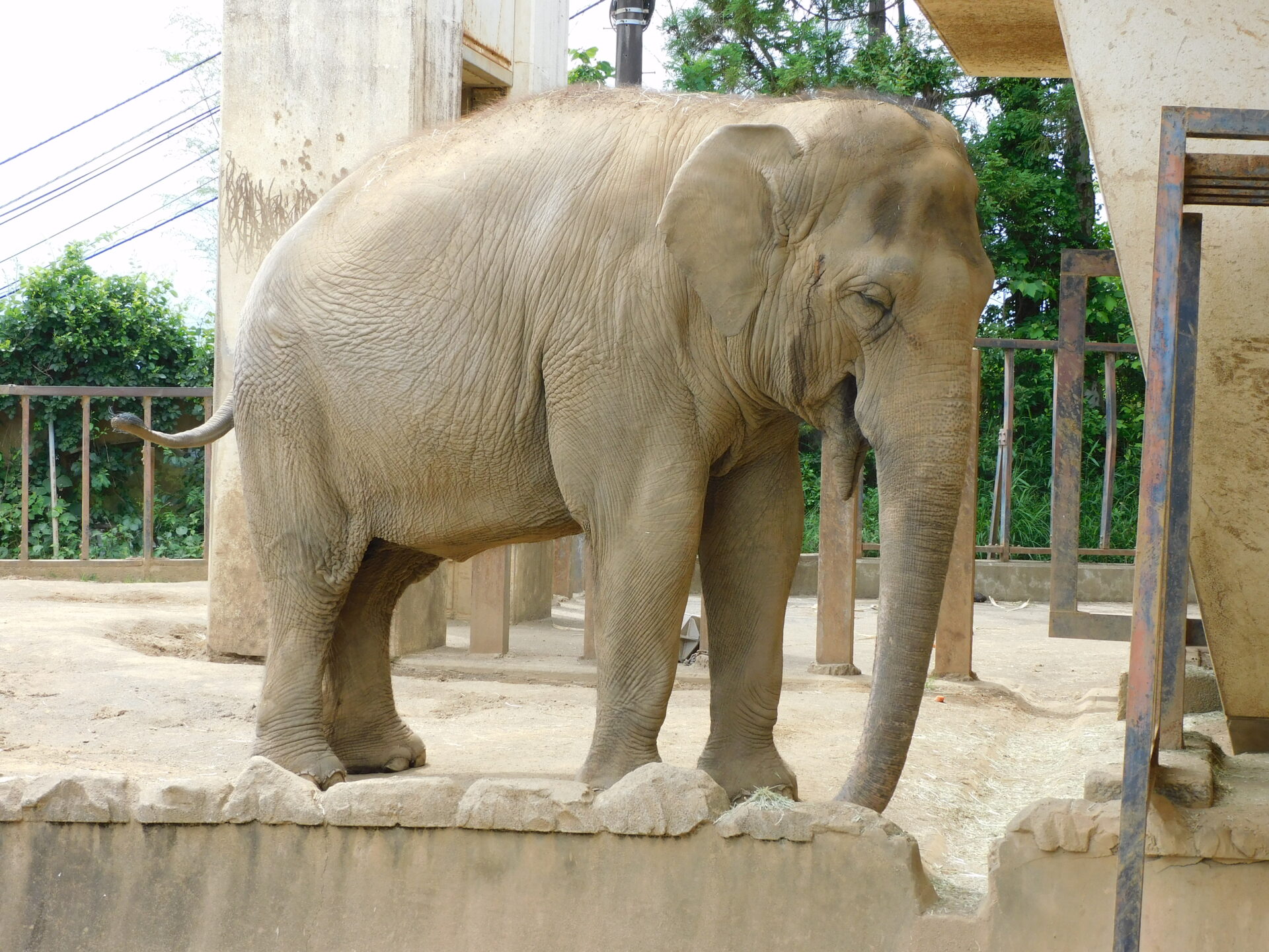 動物園からゾウが消える？静岡市長の公約は絶望的？高すぎるハードルのワケ