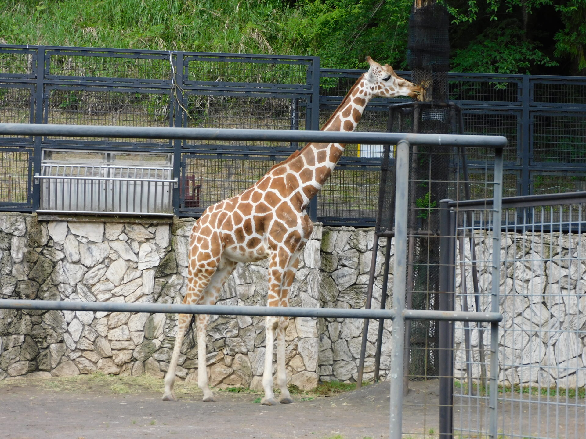 静岡市・日本平動物園のキリン「ダイヤ」がわずか5歳で天国へ　9月から体調崩して治療