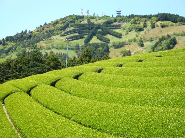 東海道新幹線や東名高速から見える「茶文字」はお茶じゃない!? 　実は驚きの大きさ