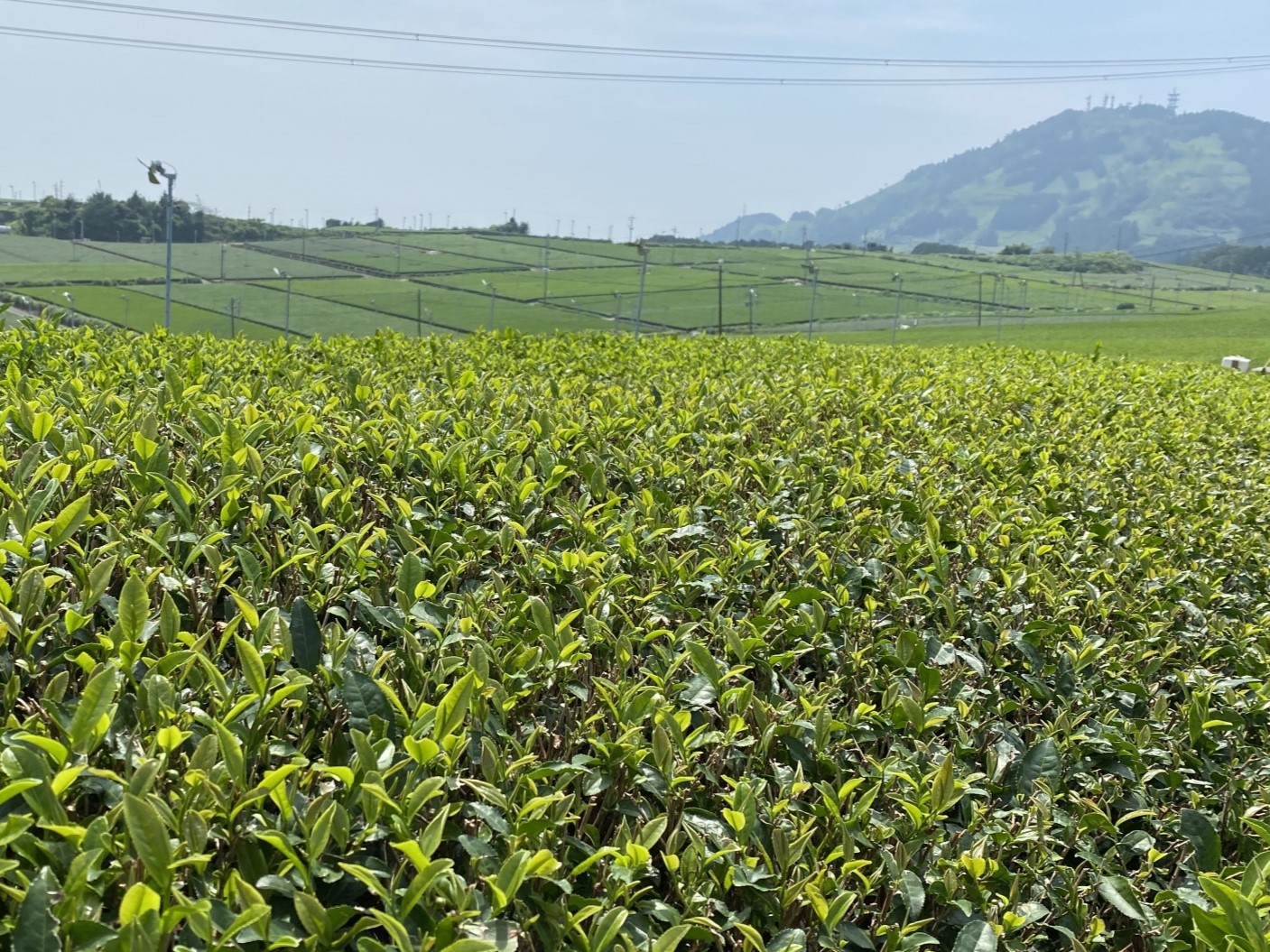 なぜ静岡県は日本一の茶どころになったのか？必然だった「3つの理由」