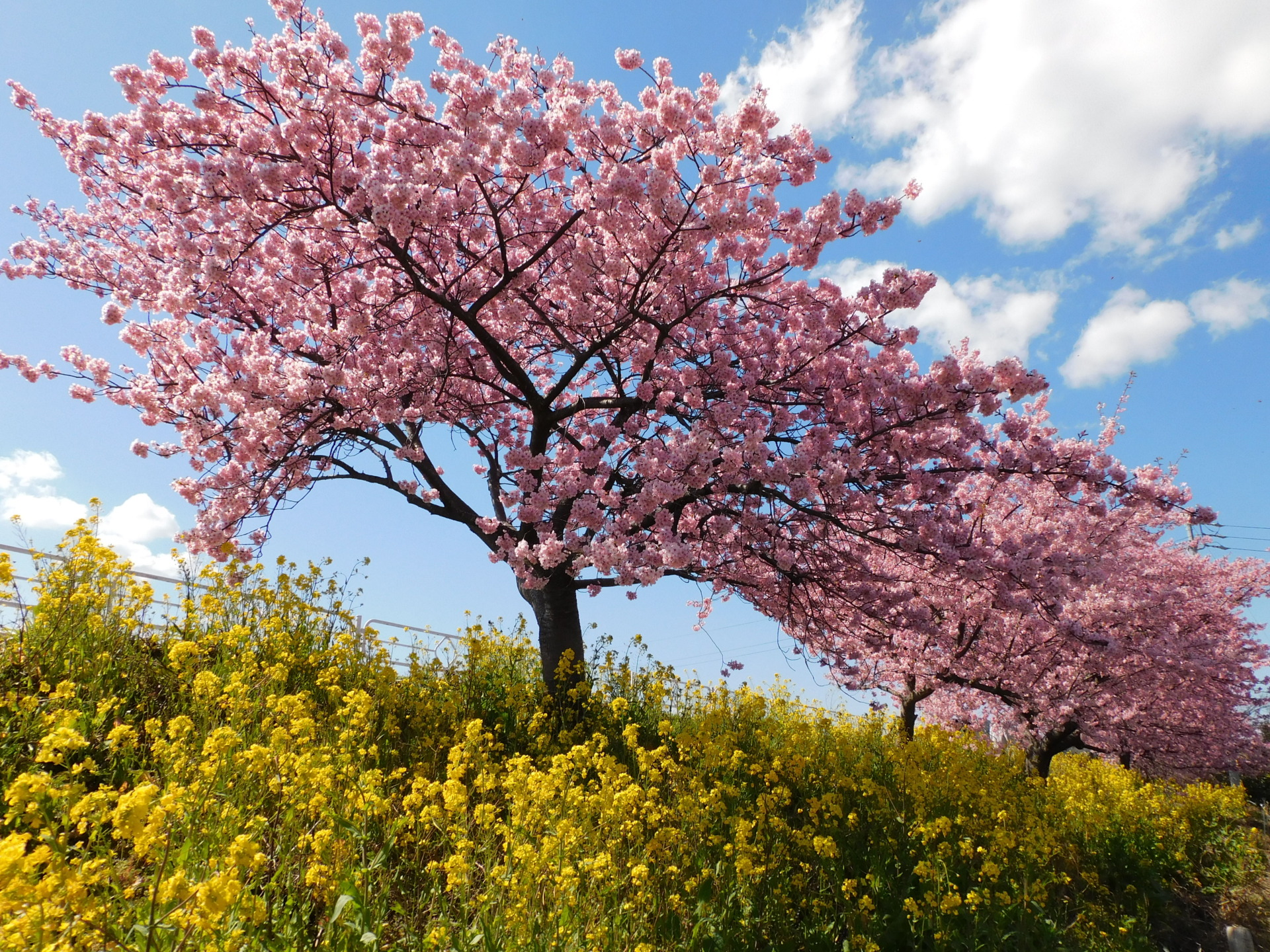 「魚のまち」に意外と多い桜の穴場スポット　菜の花や富士山とのコラボも見どころ