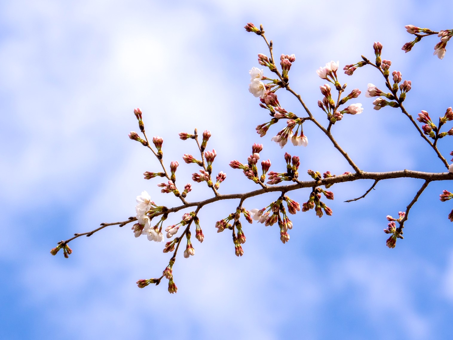 東京で桜の開花宣言　静岡は19日の予想　15日から県内74カ所の名所で開花情報公開