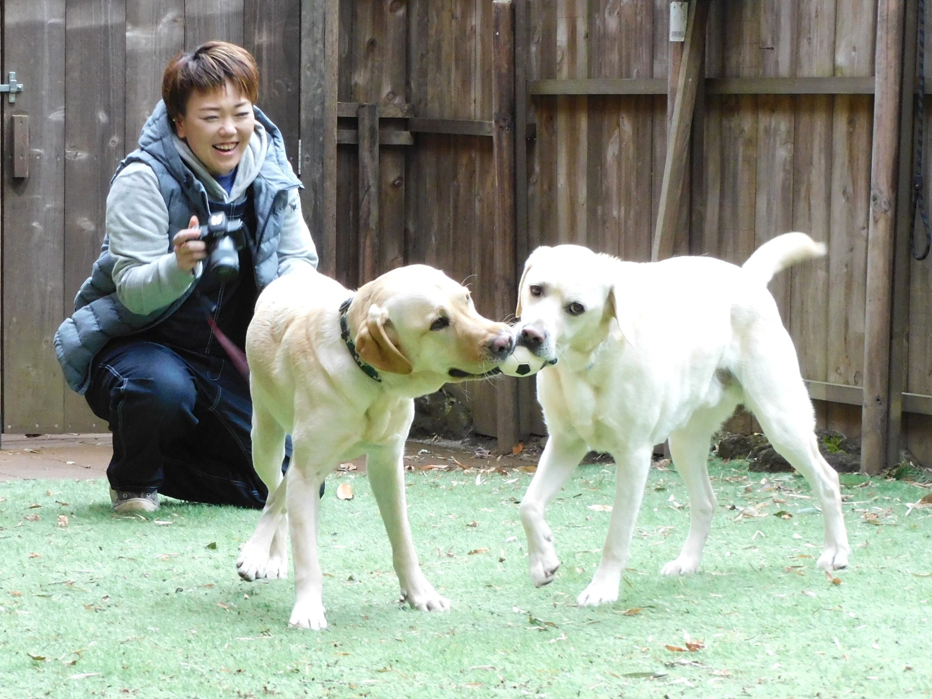 生き方変わった犬との出会い　女性報道カメラマンからドッグマッサージ師に転身