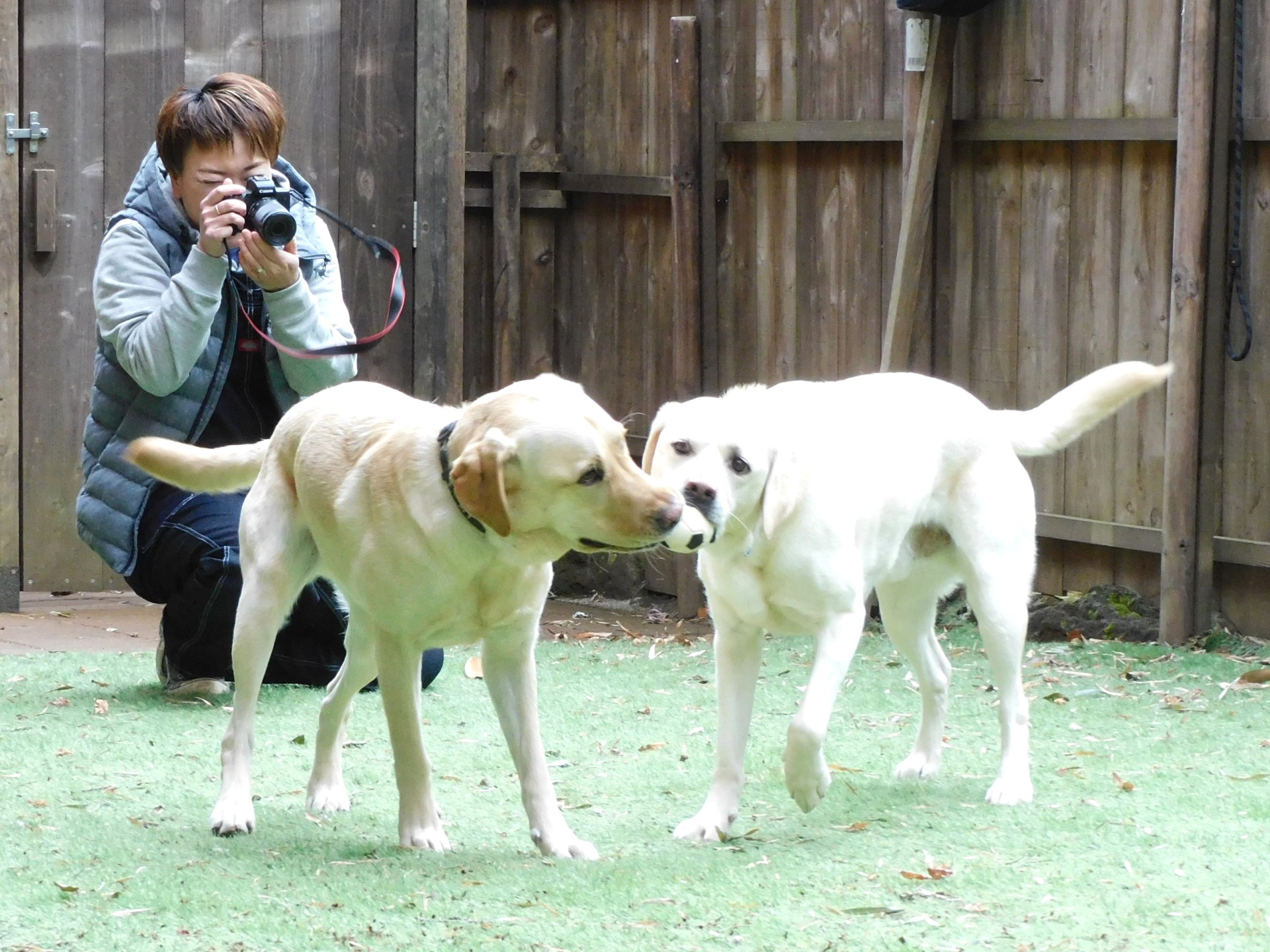 注目高まる犬のマッサージ　癒し効果で幸せホルモン分泌　病気や怪我の予防にも