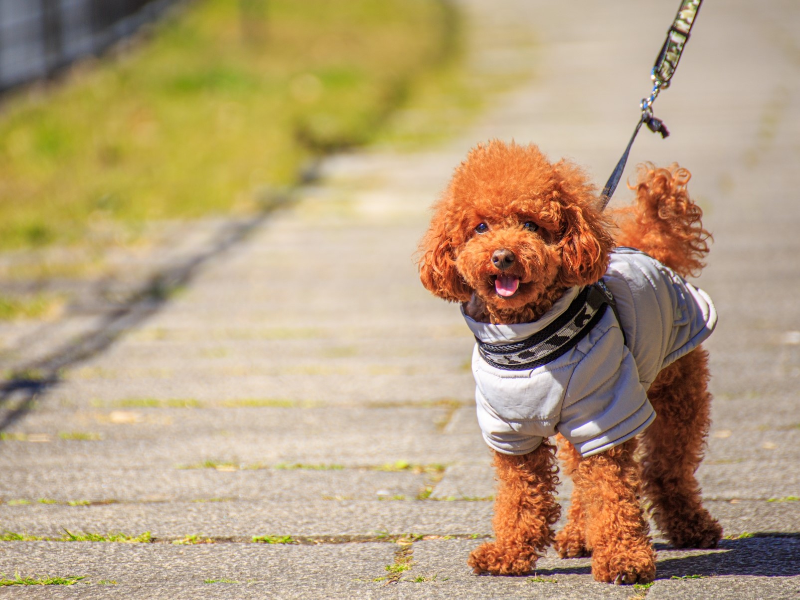 家族で散歩に行くと気付くサイン　犬の専門家が提案　怪我予防のチェックポイント