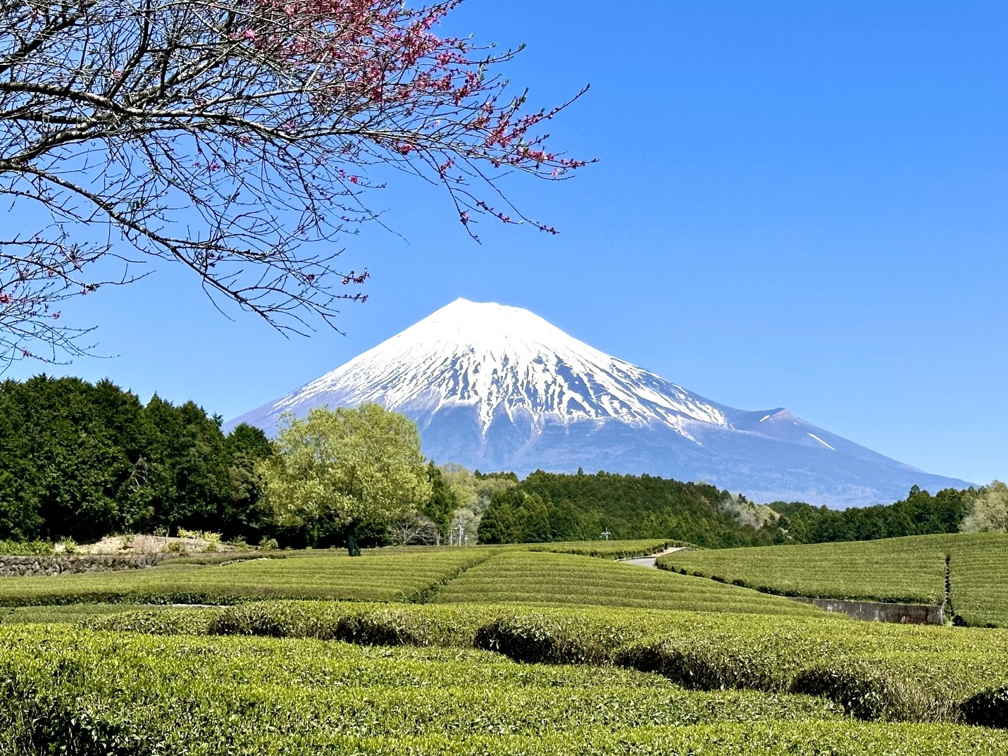 全国旅行支援の割引き条件変更　ワクチン、陰性証明不要　身分証明書は忘れずに