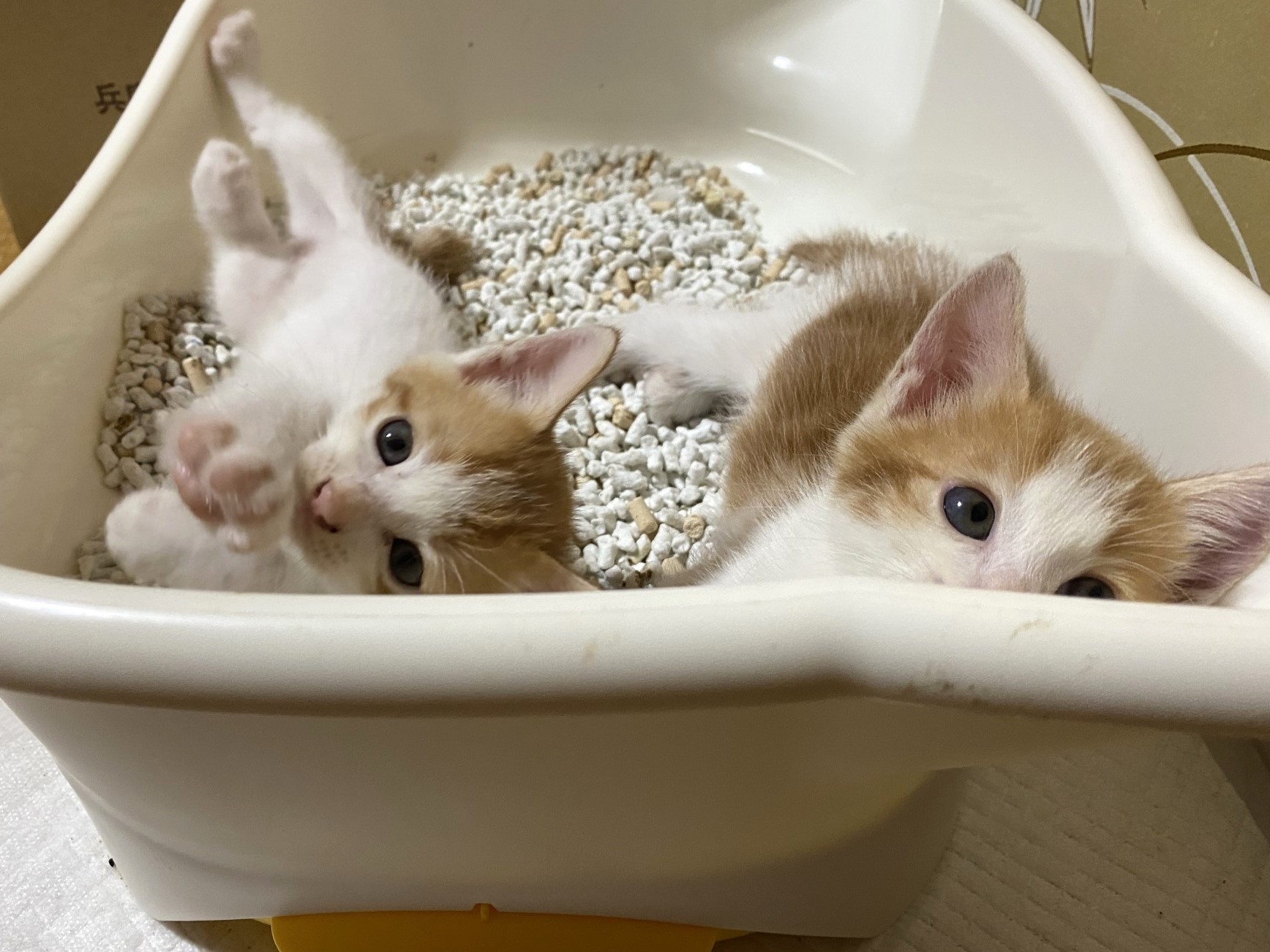 猫がトイレに失敗する理由は？　設置場所や砂をチェック　飼い主の考え方と真逆の可能性も