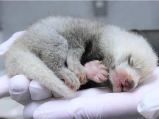 ”レッサーパンダの聖地”日本平動物園で2年ぶりに赤ちゃん誕生　9月に映像公開へ