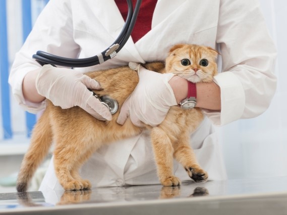 猫に多い病気は腎臓と口　1歳未満の子猫も注意　飼い主がチェックするポイントは？