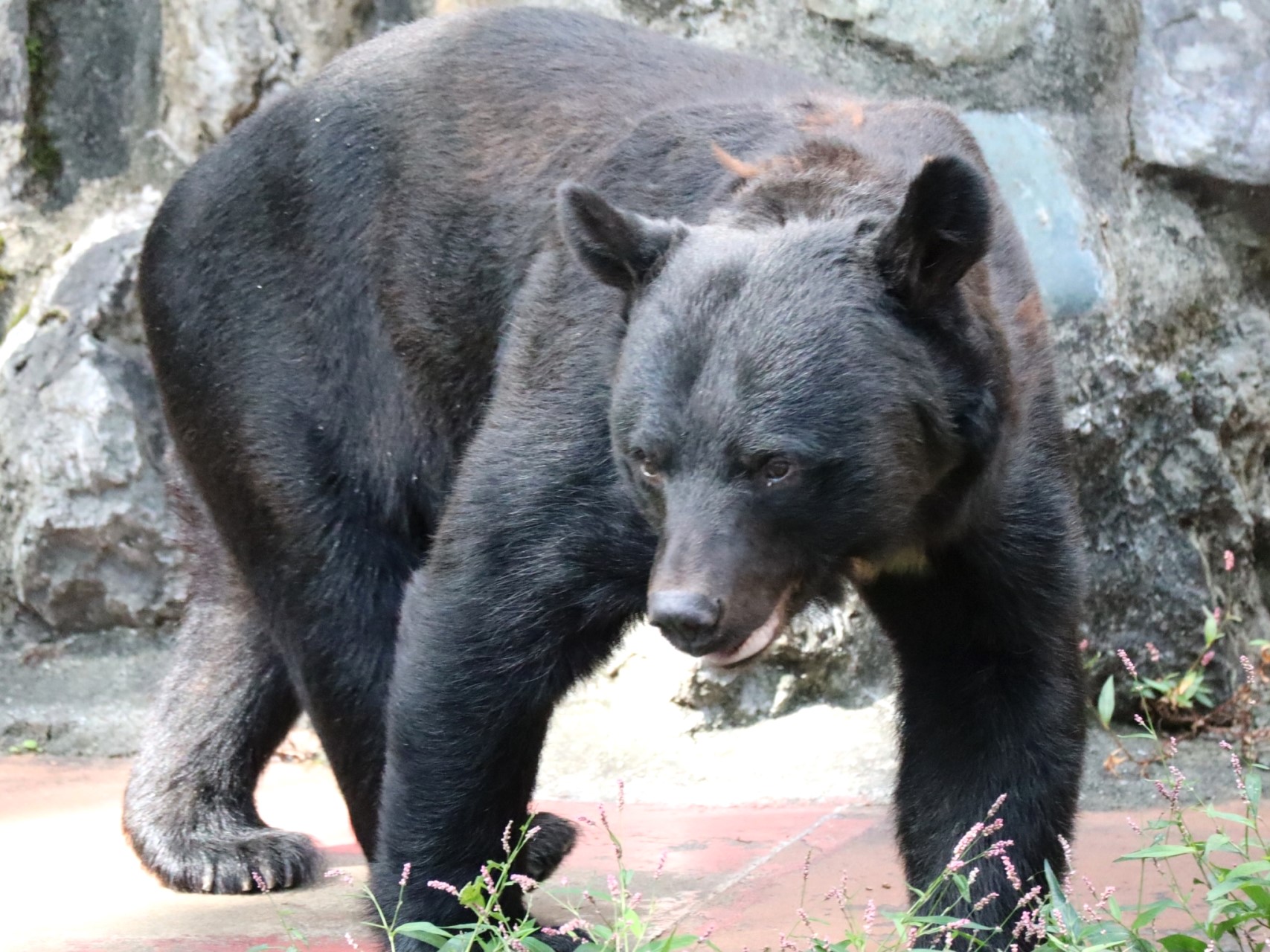 いないはずの場所に…なぜクマが　静岡県内で目撃情報相次ぐ　遭遇した時の注意点は