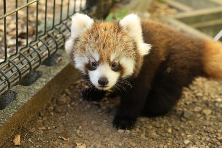 “聖地”日本平動物園　レッサーパンダの赤ちゃん公開　命名者には記念品贈呈