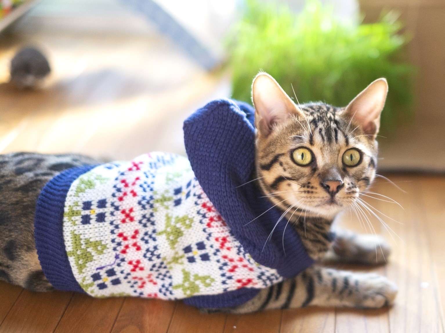 猫に洋服は問題ない？猫草は必要？　飼い主に知ってほしい猫の気持ち　獣医師が“代弁”