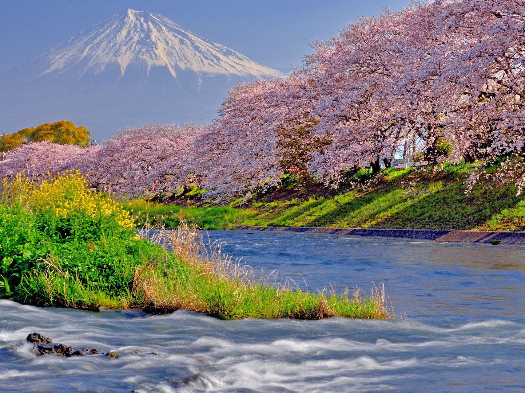 富士山と桜が共演　静岡県の絶景スポット5選　アクセスや見頃もチェック