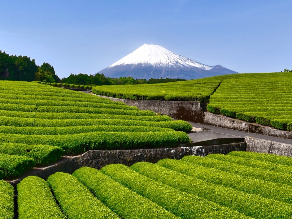 ”飛び石”のGWでも楽しめる　静岡県の絶景＆体験6選　首都圏や中京圏から日帰りOKの穴場も