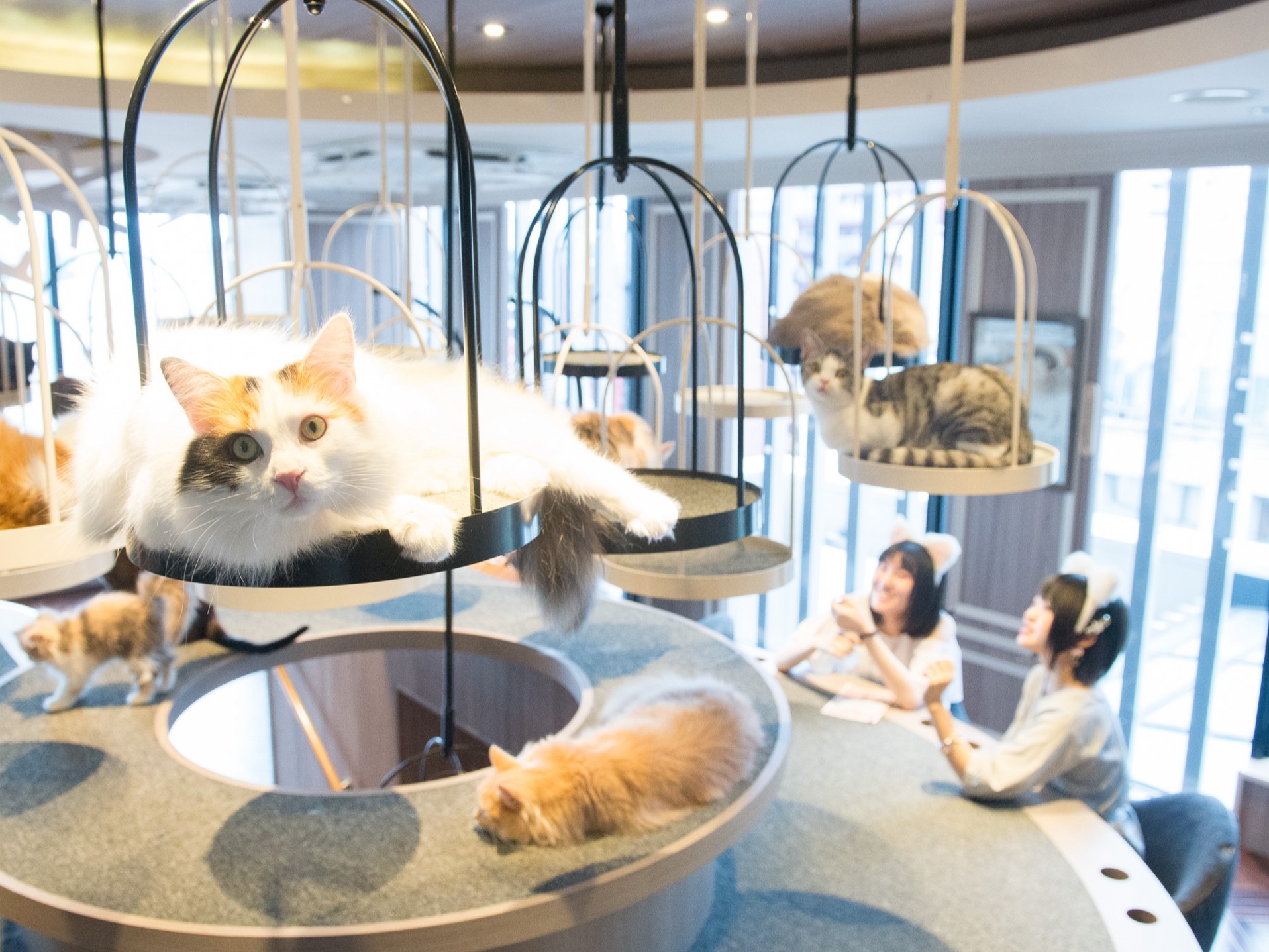 国内外で人気の猫カフェ　静岡県に初めてオープン　浜松の店舗でしか会えない猫も