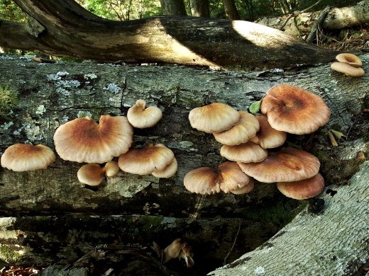 秋の山に潜む危険　シイタケと似た毒キノコ採取　静岡県で11人が集団食中毒